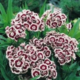 40+ DIANTHUS HOLBORN MINIATURE CARNATION FLOWER SEEDS  / PERENNIAL Carnation