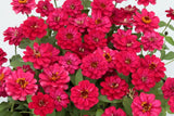 100+ Profusion Double Hot Cherry Zinnia Seeds for Garden - USA - FREE SHIPPING! Garden Plants