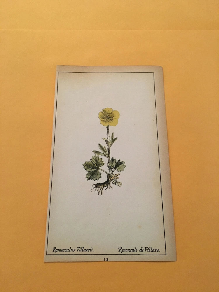 KS) 1878 Botanique Pratique Ranunculus Villarsii Original Flower Colored Print Ranunculus