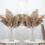 30 Stems 28Ó inch Fluffy Brown Pampas Grass Decor Tall - Natural Dried Pam Pampas Grass