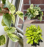 Pothos Ivy Combo 6 Cuttings Indoor Plant 2 Marble Queen, 2 Lemon/Neon, 2 N'Joy Green Plant