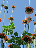 Lion's Tail - striking ornamental flower with medicinal value Garden Plants