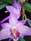 ORCHID PLANTS Dendrobuim Kingianum 2 in pot bloom size Orchids