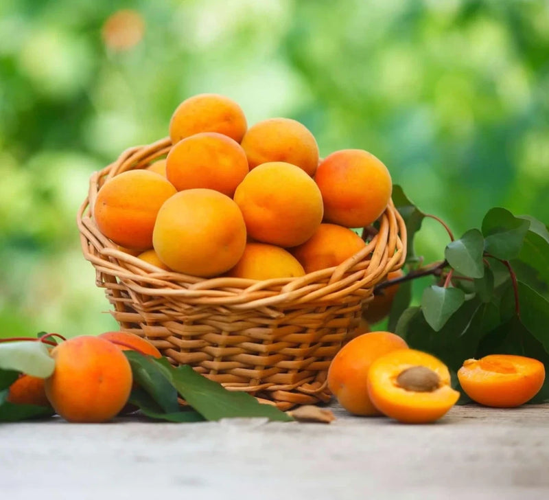 Live Apricot Plant Ð 1Ð2 ft Tall Ð Ideal for Garden or Home Orchard Garden Plants