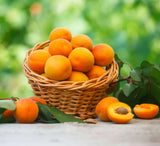 Live Apricot Plant Ð 1Ð2 ft Tall Ð Ideal for Garden or Home Orchard Garden Plants