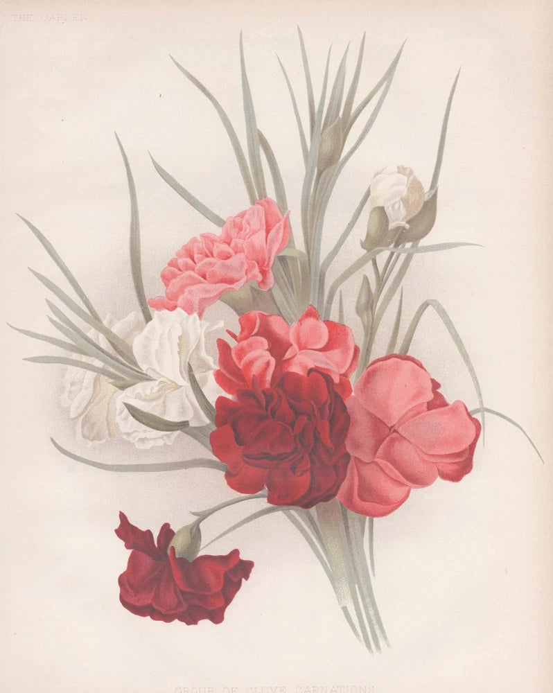 Carnation flowers bouquet with pink, red, and white blooms and green leaves
