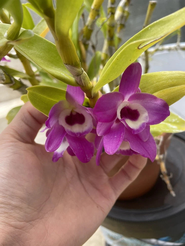 Nobile Dendrobium Orchids