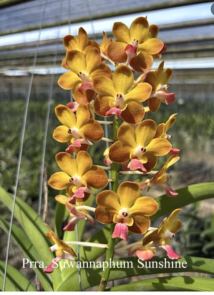 Yellow orchid cluster with pink centers on tall green stem
