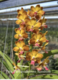 Prra. Suwannaphum Sunshine , Fragrant Hybrid Blooming Size Orchids