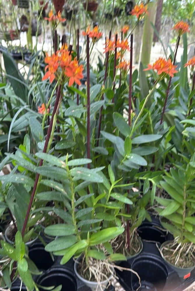 Epidendrum Orchid Ð Tropical Potted Flowering Plant, Mixed Colors Orchids