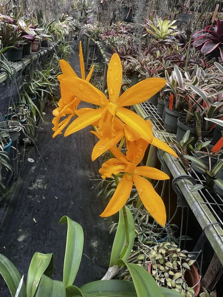 GCY. Kyoguchi M. Sauno Mutation Orchids