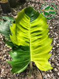 Philodendron Green Saw Variegated Three Leaf Real Picture Green Plant