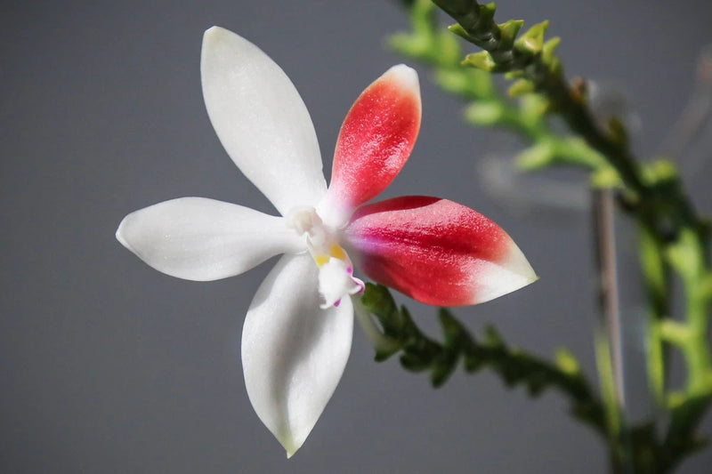 Flowering-size, Phalaenopsis Tetraspis 'C1'Ð Unique Red and White Blooms Orchids