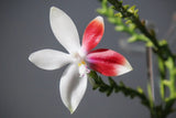 Flowering-size, Phalaenopsis Tetraspis 'C1'Ð Unique Red and White Blooms Orchids