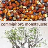 commiphora monstruosa - Fresh & Rare! seeds50/100pcs Green Plant