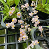 (744) Onc.Misaki Twinkle Oby   BS    Fragrant Orchids