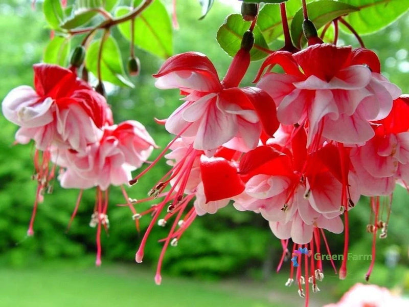 100 Seeds Fuchsia Flowering Decorative Bonsai Perennial Plants Colorful Garden Flowering Plants