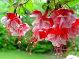 100 Seeds Fuchsia Flowering Decorative Bonsai Perennial Plants Colorful Garden Flowering Plants