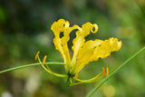 10 YELLOW GLORIOSA LILY Flame Lily Gloriosa Lutea Flower Vine Seeds Lily