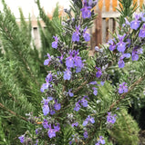 Live Rosemary Plant Ð 2Ð3 Inch Tall Ð 2 Plants in 4 Inch Pots Ð Herb Garden Garden Plants