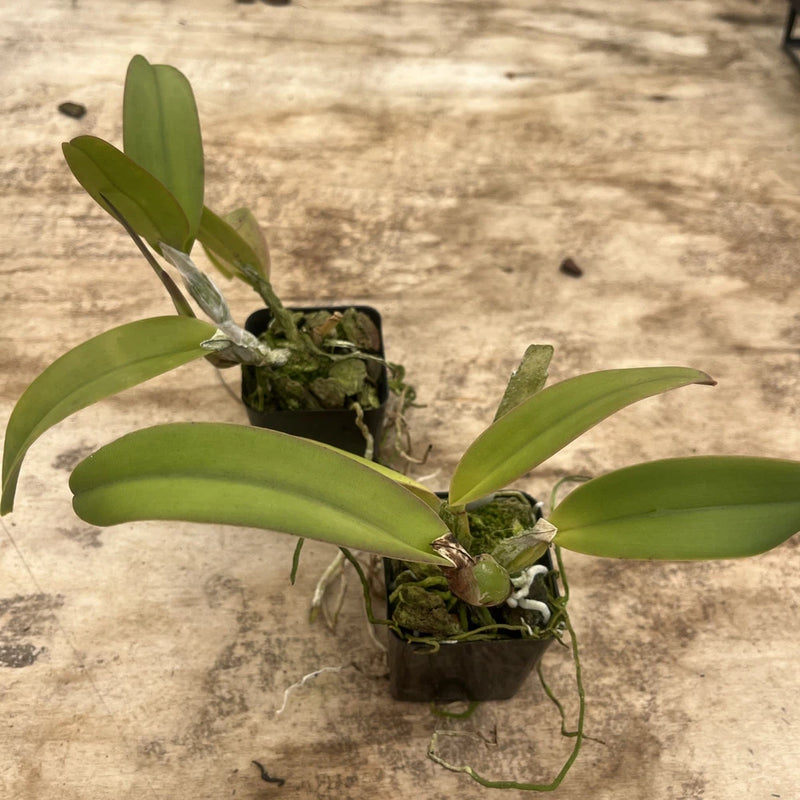 Potted green-leaf orchid plant in small pot with exposed roots