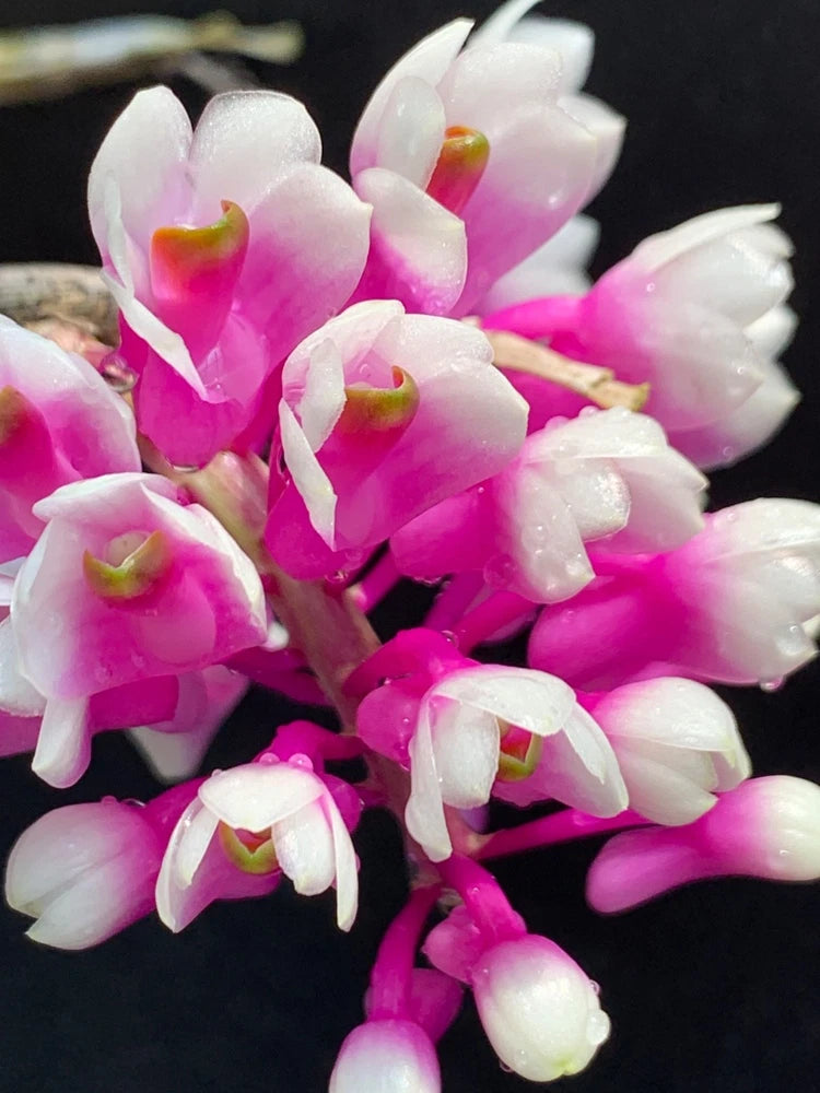 Pink and white dendrobium orchid cluster with small blossoms