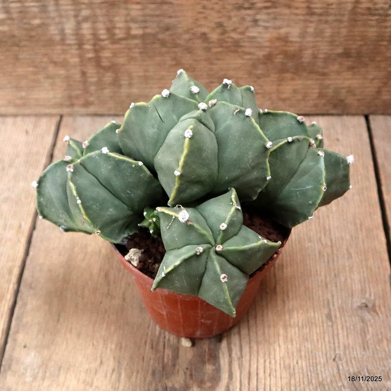 D7421 ASTROPHYTUM MYRIOSTIGMA NUDUM KIKKO pot10-H11-W19 cm MaMa Cactus Green Plant
