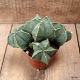 D7421 ASTROPHYTUM MYRIOSTIGMA NUDUM KIKKO pot10-H11-W19 cm MaMa Cactus Green Plant