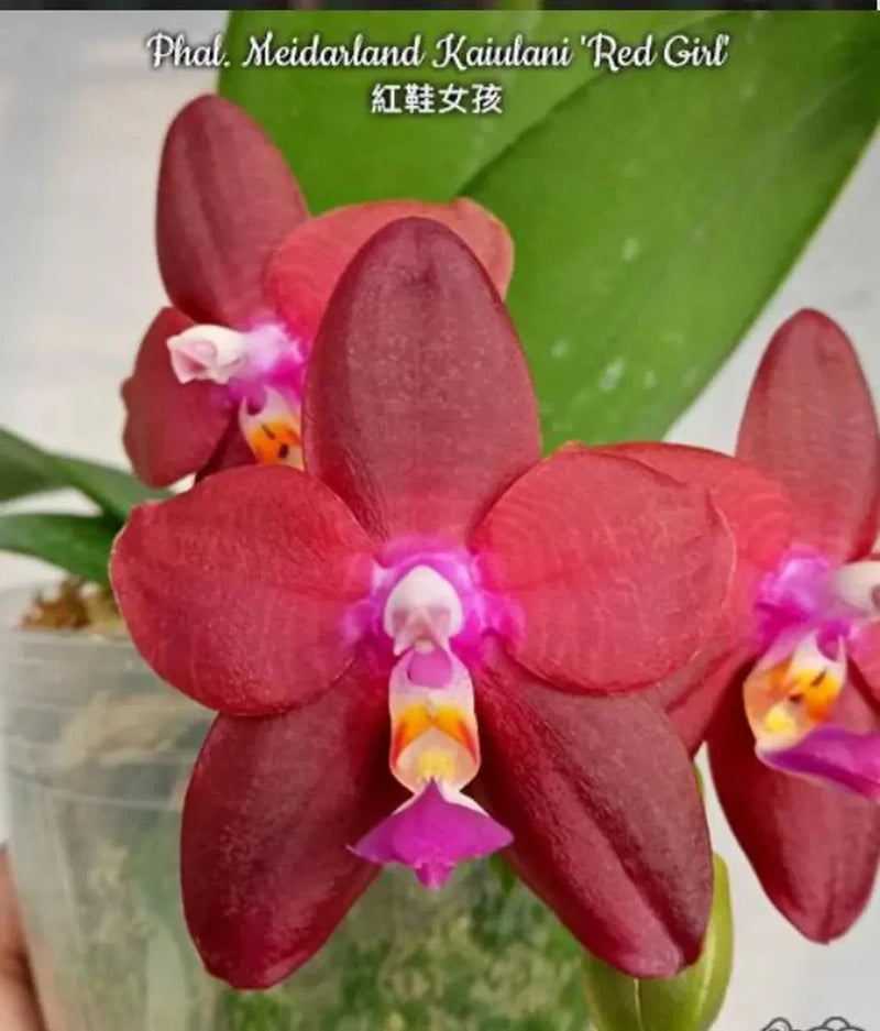 Deep red-purple Phalaenopsis orchid flowers with yellow and pink centers and green leaves