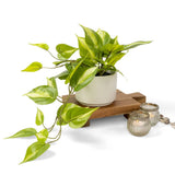 Light Green Fake pothos Plant | Fake Plant for Shelf Decor | Artificial Trail... Green Plant