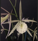 Orchid live Bl. Yellow Bird - Blooming size Orchids