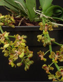 Orchid live Trichocentrum nanum - bare root Orchids