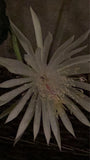 1 Cutting of Queen of the Night EPIPHYLLUM OXYPETALUM CACTUS 4-12Ó BOGO Free Green Plant