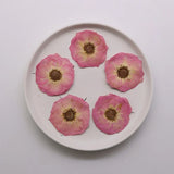 12PCS real dried Pressed rose flowerhead, natural pink color rose head FSS04 Dried Flower