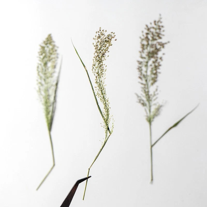 Pressed dried grass flower stems with small feathery spikes, set of 12