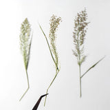 12PCS Real Pressed Dried grass Flower, floral supply leaves for art craft FHT05 Dried Flower