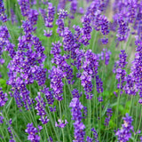 Live MUNSTEAD LAVENDER Plant / Lavandula Angustifolia - [3.5" Pot] - Perennial Garden Plants
