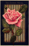 "Best Birthday Wishes" Carnation Flower Embossed Postcard Carnation