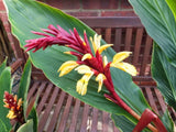 Cautleya Spicata 10 Seeds, Hardy Himalayan Ginger, Chinese Butterfly Ornamental Flowering Plants