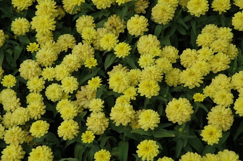 Double yellow zinnia Zahara live plant plugs, clusters of bright yellow blooms