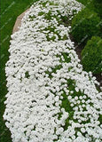 1000pcs/bag Creeping Thyme White Seeds Perennial Ground Cover for Home Garden Garden Plants