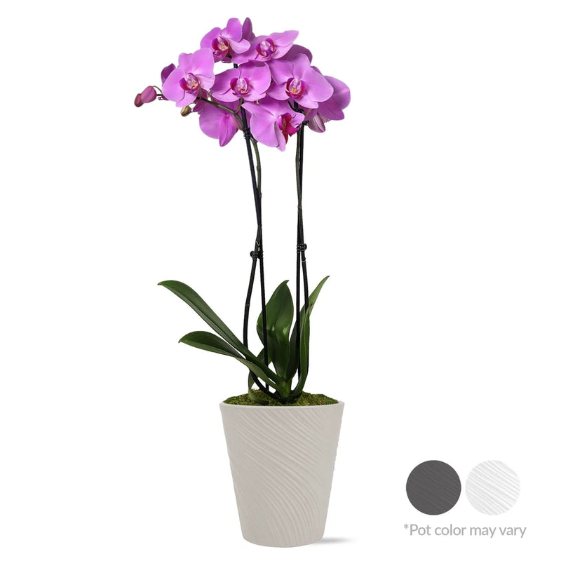 Tall purple-pink orchid with two stems in white textured decorative clay pot