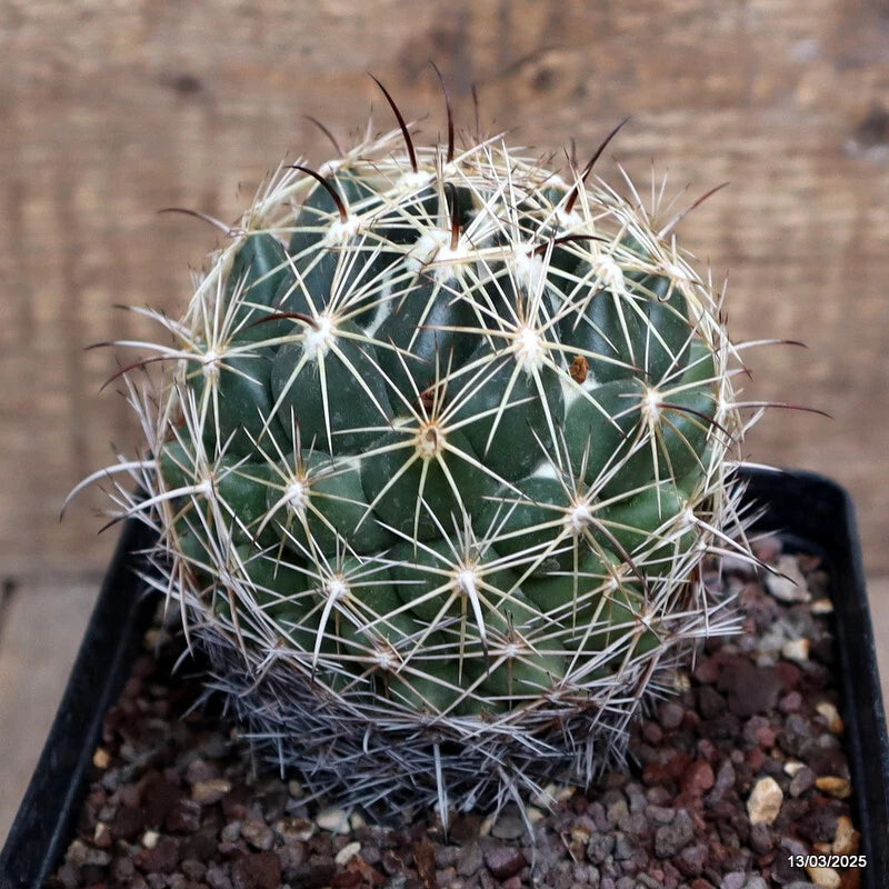 Green Coryphantha cactus in black pot with white spines and gravel top