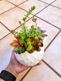 Assorted Succulent Cuttings Clippings for Dish Garden Terrariums Mini Fairy Garden Plants