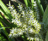 ASTELIA SHORE Astelia Banksii - 50 Bulk Seeds Garden Plants