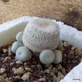D5502 EPITHELANTHA MICROMERIS potX-H6-W6 cm MaMa Cactus Green Plant
