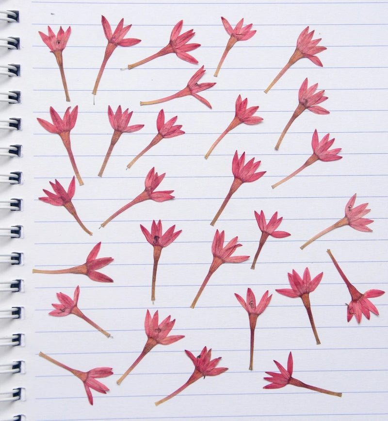 Dried mini red flowers with thin stems, pressed floral pieces for resin craft