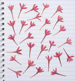 Pressed Red Flowers Natural Dried Mini Flowers Resin Art Craft 100 200 500pcs Dried Flower