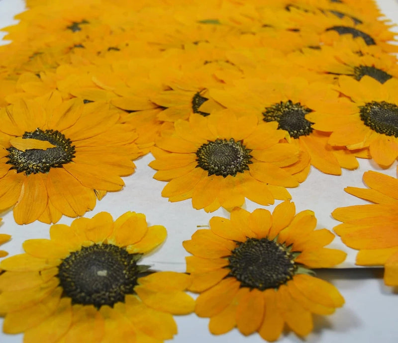 Pressed natural yellow sunflower flowers, flat dried petals for crafts
