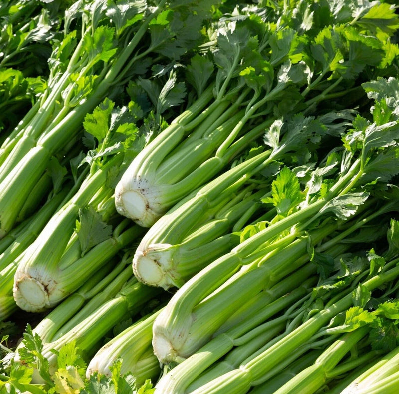 UTAH 52-70 CELERY SEEDS 2000+ VEGETABLE garden Apium graveolens FREE SHIPPING Garden Plants